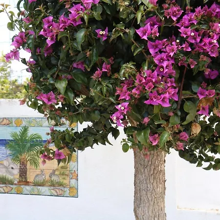 Pine Tree - Da Coelha - *